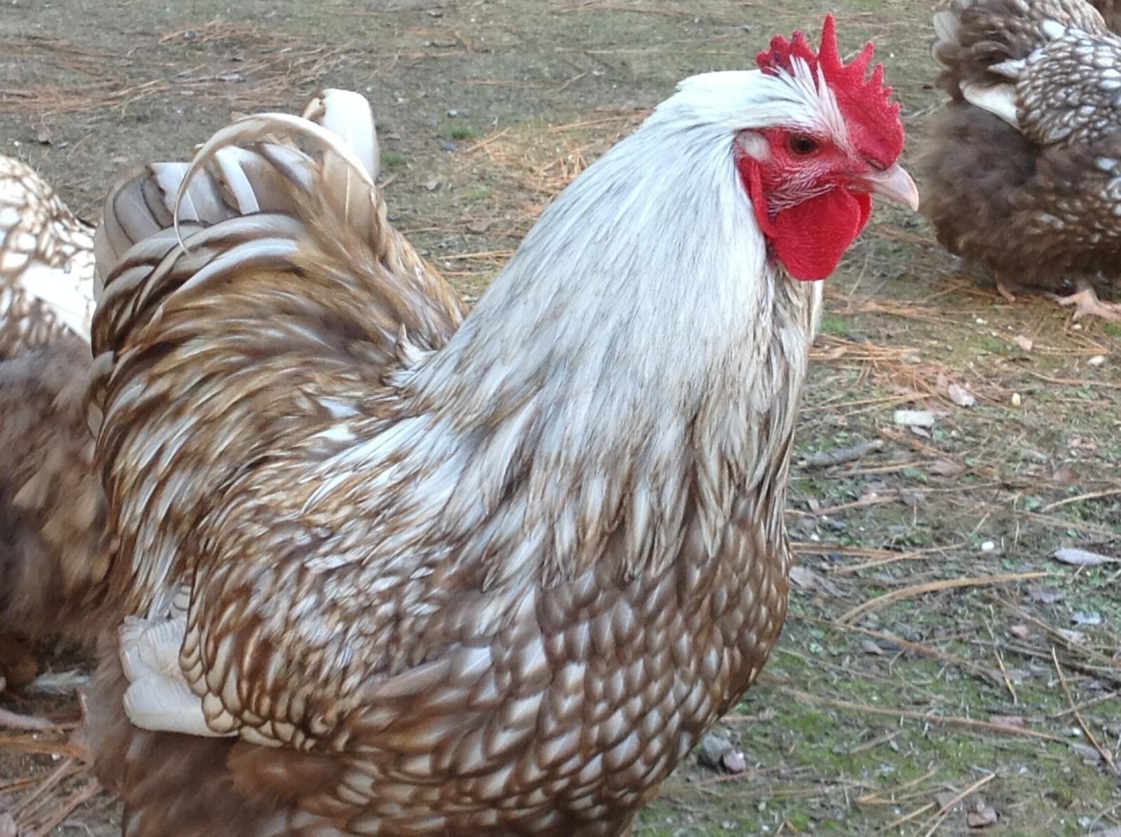 6 Chocolate Silver Laced Orpington Hatching Eggs Large Fowl
